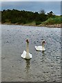 Swans on Sannox Burn