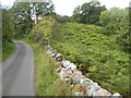 Sea of ferns, Penderyn