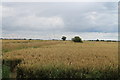 TF5180 : Crop Fields off Crabtree Lane by J.Hannan-Briggs