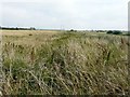 Former trackbed of Sheppey Light Railway