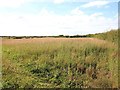 Field off Barnacre Lane