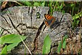 Small copper and Friend