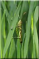 Common Green Grasshopper