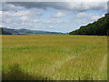 Barley at Kinnordy