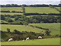 SS6536 : Farmland, Bratton Flemming by Robin Drayton