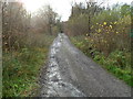 Lane to Hollybush Cottage and The Croft, Rudry