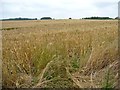 SE4313 : Wheat in Low Field by Christine Johnstone