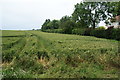 Wheat field on the edge of South Street