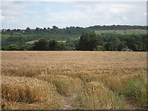 TQ7765 : Wheat field by Shawstead Road by Oast House Archive