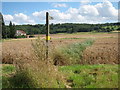 Footpath through wheat field by Cooling Street