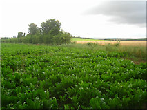 TL5054 : Field boundary - Hill Farm by Mr Ignavy