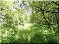 Overgrown footpath