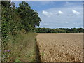 Field edge footpath