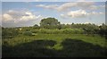 Meadow in the Stort valley