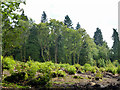 Block of coppiced Chestnut