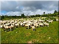 Shorn Sheep at Machrie