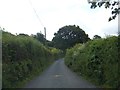 Thick vegetation near Meldon Hill