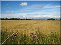 Crops in Melling