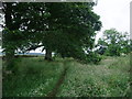 Oak trees lining St Cuthbert