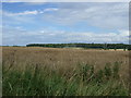 Farmland near Shepshed