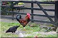 Cock of the Walk at Marshside Farm