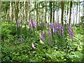 Foxgloves in the wood