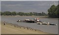 Mooring and Canada Geese, Putney