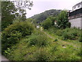 Maes-y-Pwll woodland path