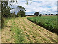 TL9858 : Footpath alongside a field of sugar beet, Poystreet Green by Helen Steed