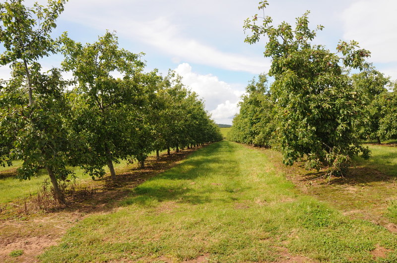 Apple orchard, near Walsopthorne Farm © Philip Halling :: Geograph ...