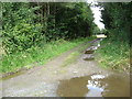 Track through the plantation