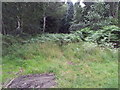 Start of a very overgrown track, Brandon Country Park