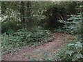 Maes-y-Pwll woodland path 2