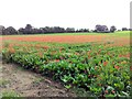 Field of poppies growing with the sugar beet