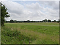 Fields near Collingham 