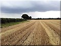 TL9461 : Footpath through a recently harvested wheat field by Helen Steed