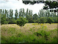 Field near Three Horseshoe Farm