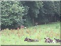 N4770 : Cattle near Castlepollard by Richard Webb