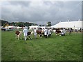 SO6068 : Hereford Cattle Society Show by Richard Webb
