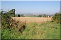 Crop Fields at Leddington