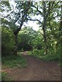 Bridleway in Borthwood Copse