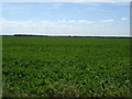SK9435 : Crop field off Turnor Road by JThomas