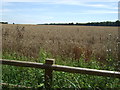 Farmland, Syston Grange