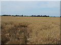 Oilseed rape crop off High Dike