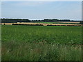 Crop field, Crowland Farm