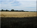 Crop field off Thorpe Drove