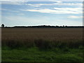 Crop field, Old Somerby