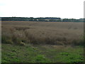 Farmland off Ermine Street