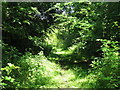 Railway path near Netherton