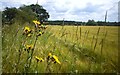 Farmland near Kingham